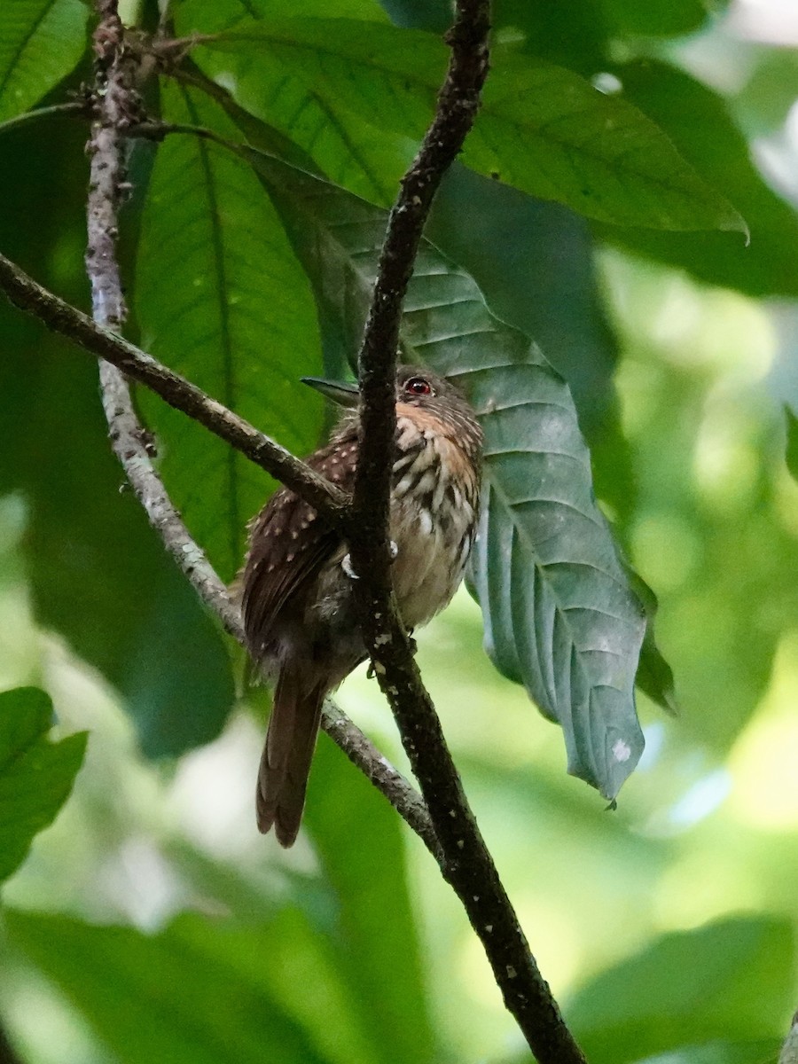 White-whiskered Puffbird - ML641348170