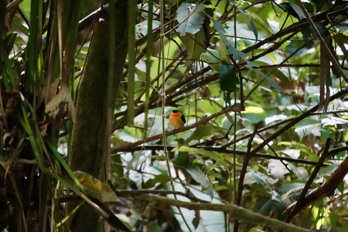 Orange-collared Manakin - ML641348180