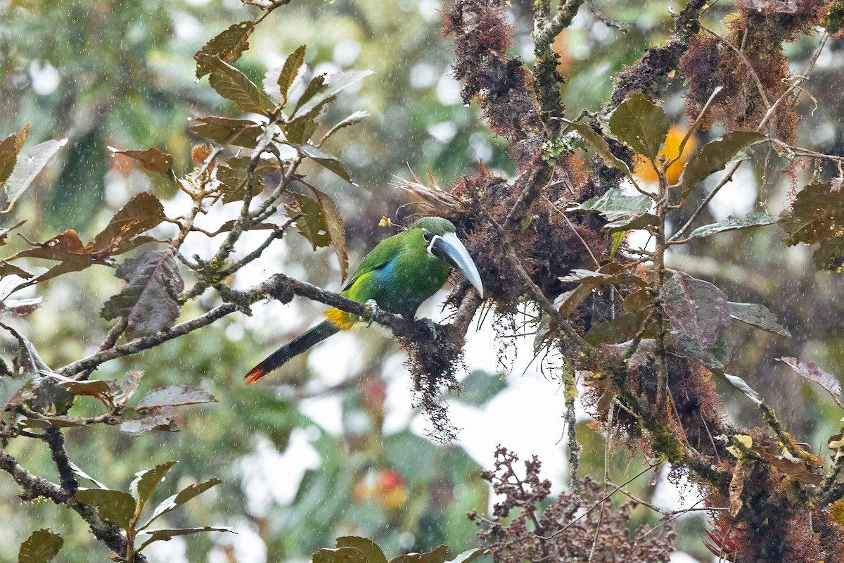Yellow-browed Toucanet - ML641348223
