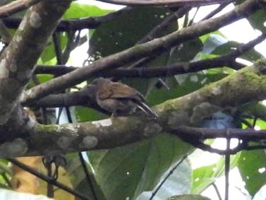 Least Honeyguide - ML641348240