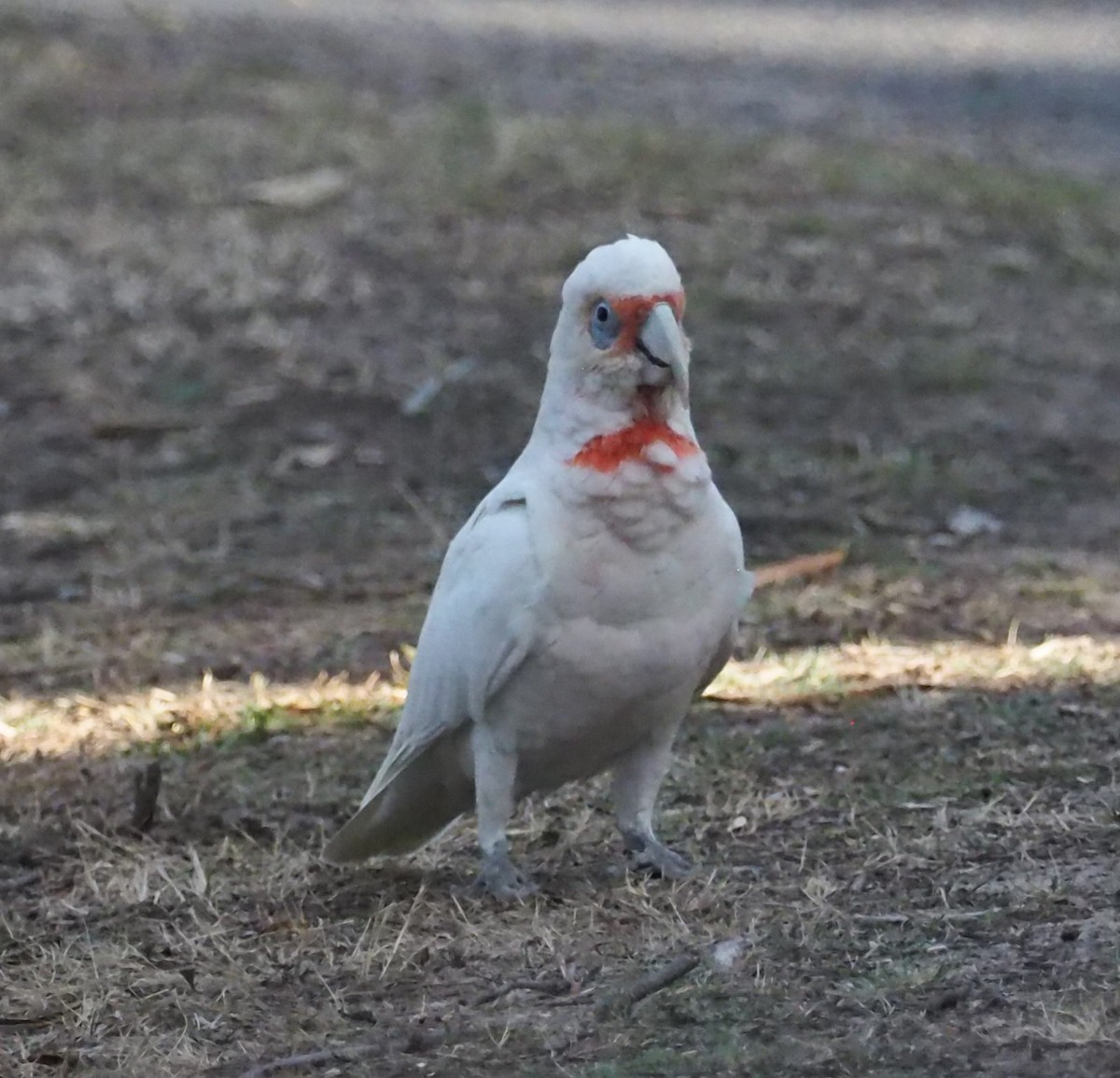 Long-billed Corella - ML641348303
