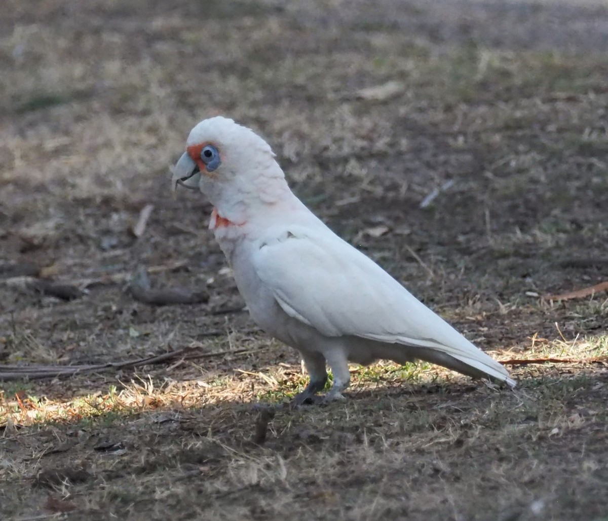 Long-billed Corella - ML641348304