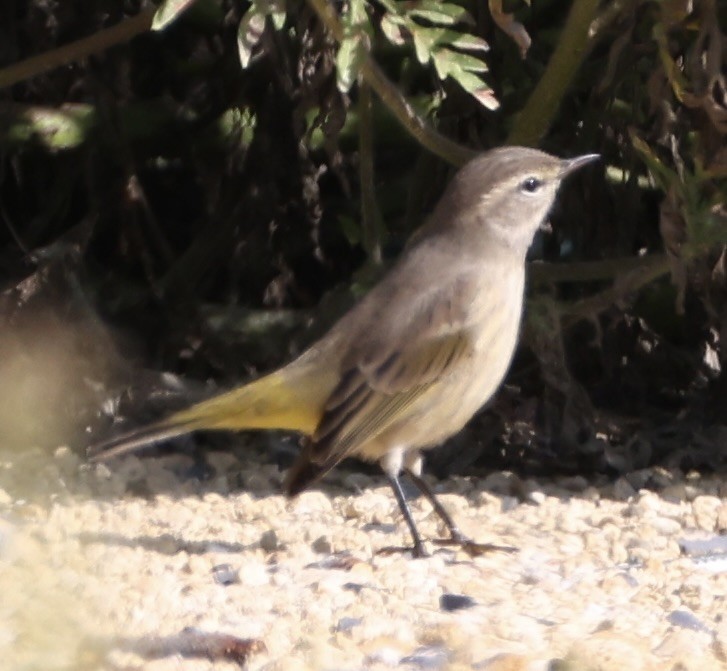 Palm Warbler - ML641348338