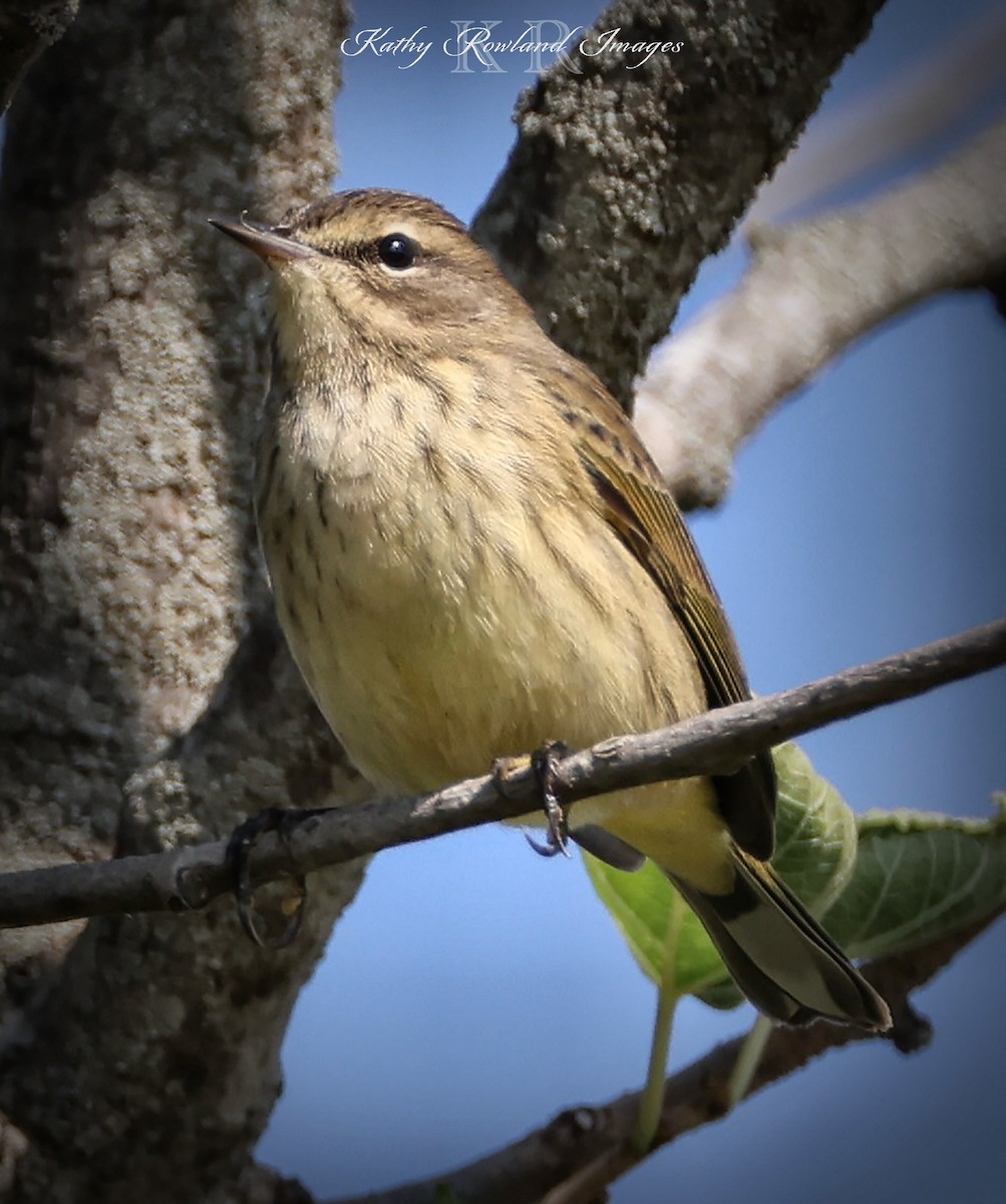 Palm Warbler - ML641348339