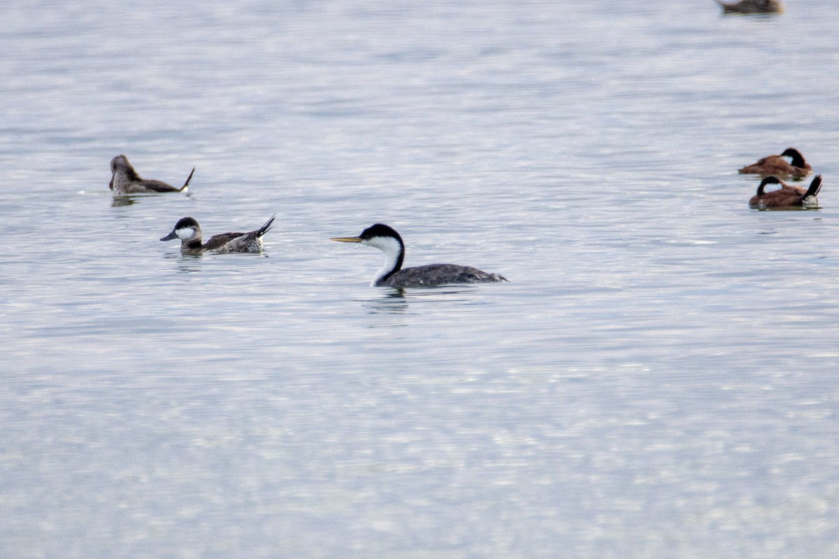 Western Grebe - ML641348340