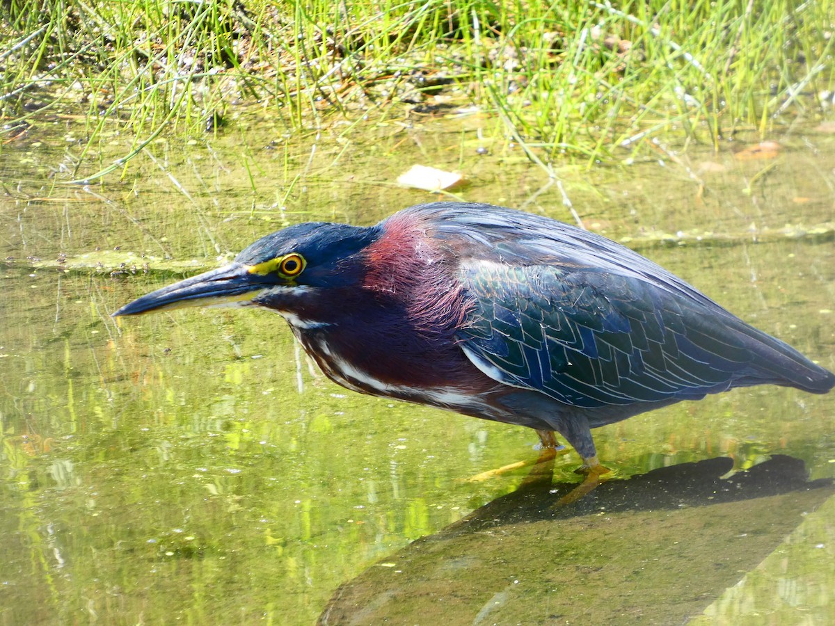 Green Heron - ML641348473