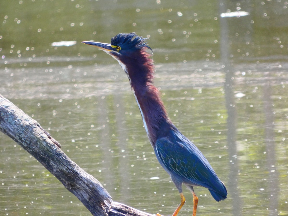 Green Heron - ML641348494