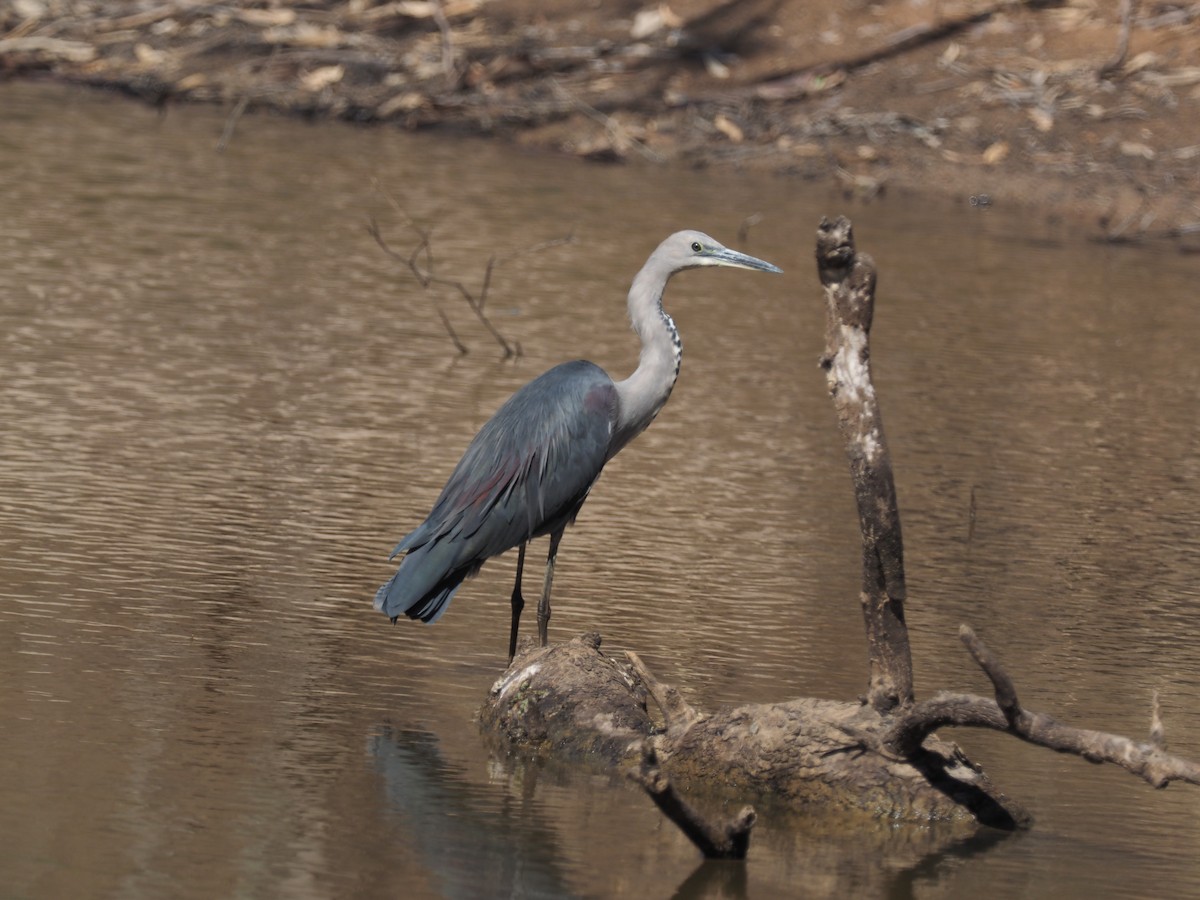 Pacific Heron - ML641348498