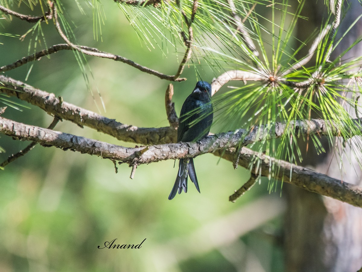 Drongo cendré - ML641348503