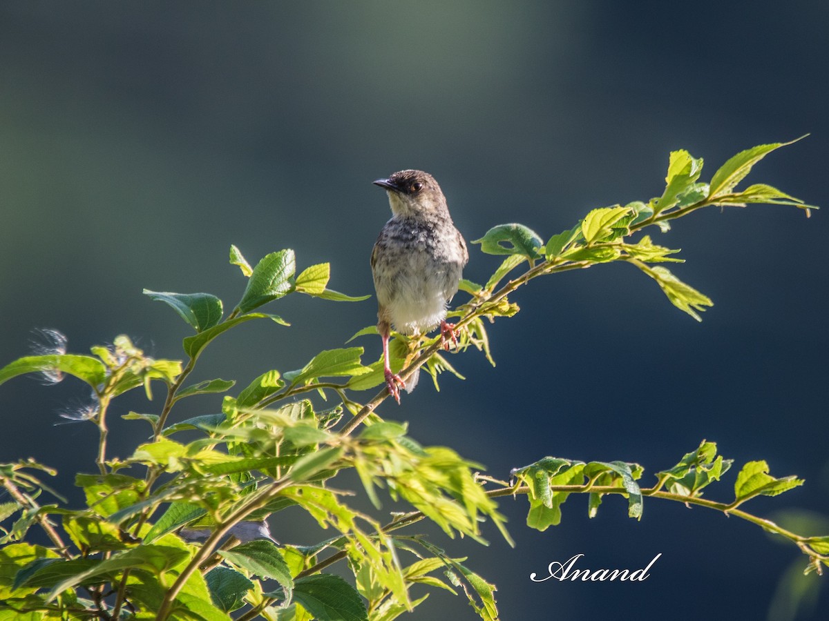 Himalayan Prinia - ML641348513
