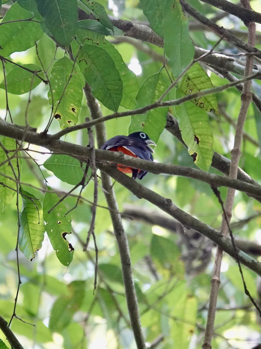 Baird's Trogon - ML641348533