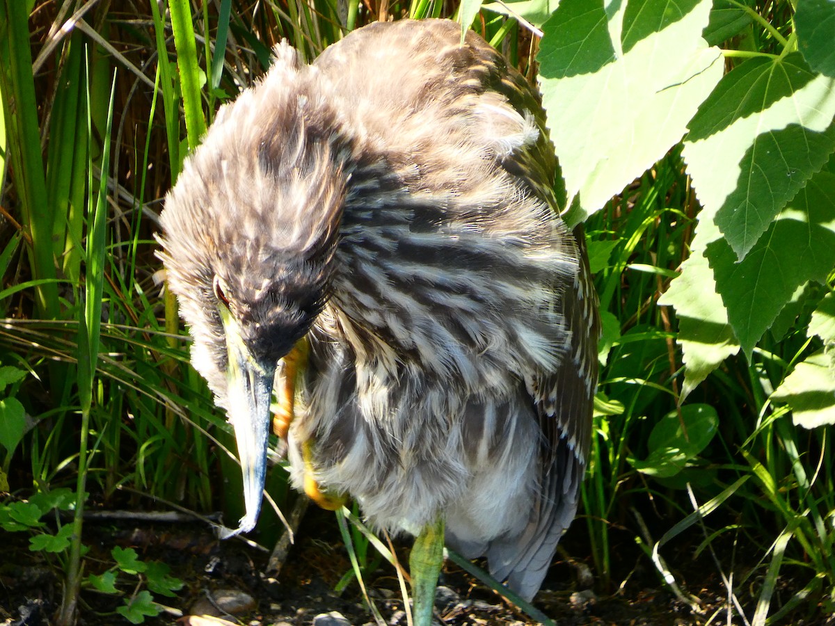 Green Heron - ML641348534