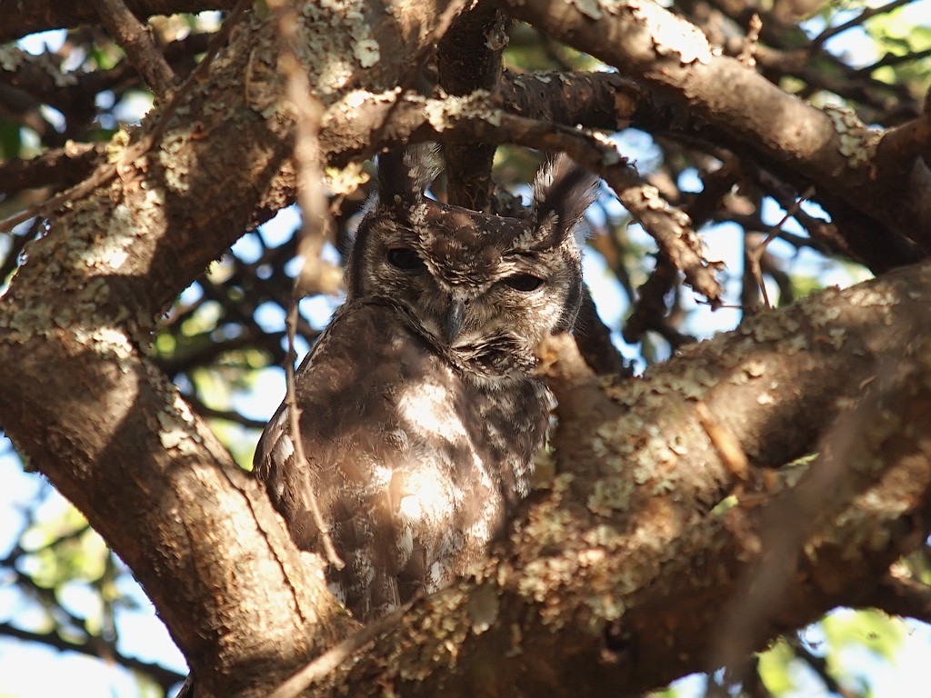 Grayish Eagle-Owl - ML641348538
