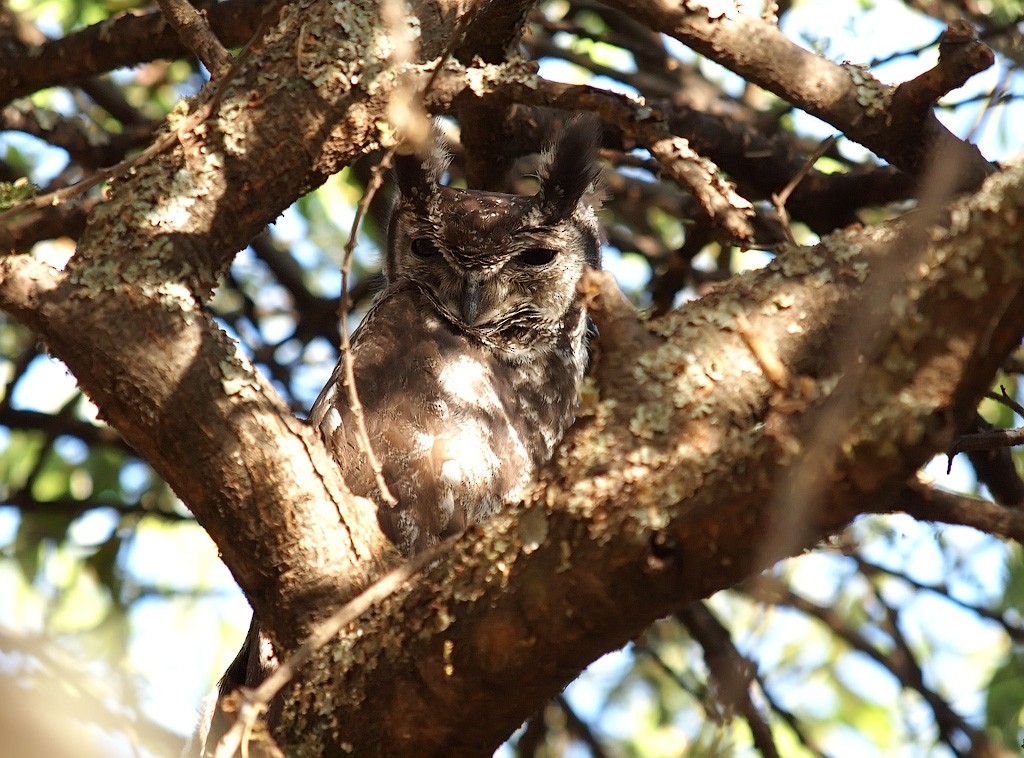 Grayish Eagle-Owl - ML641348540