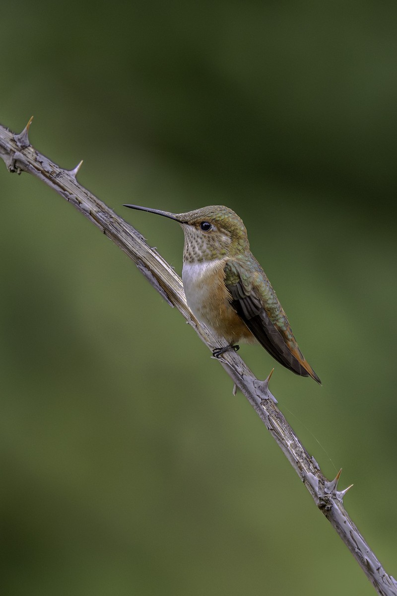 Rufous Hummingbird - ML641348571