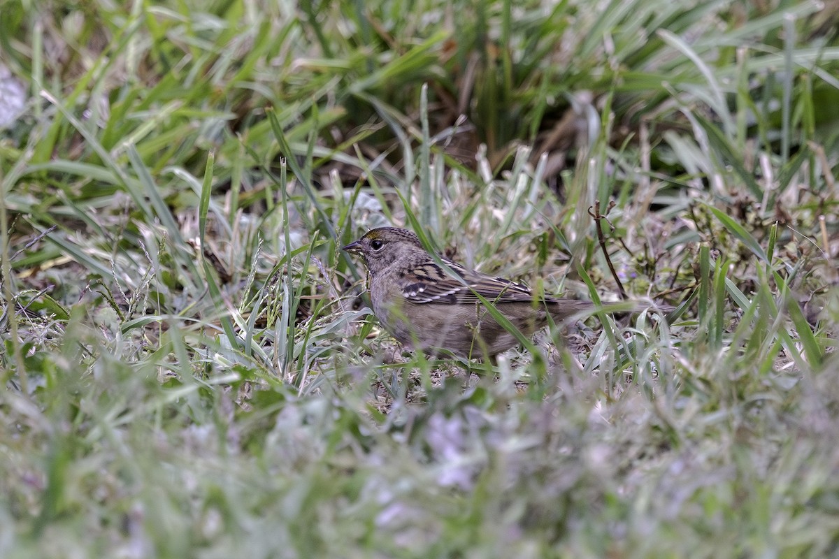 Golden-crowned Sparrow - ML641348576