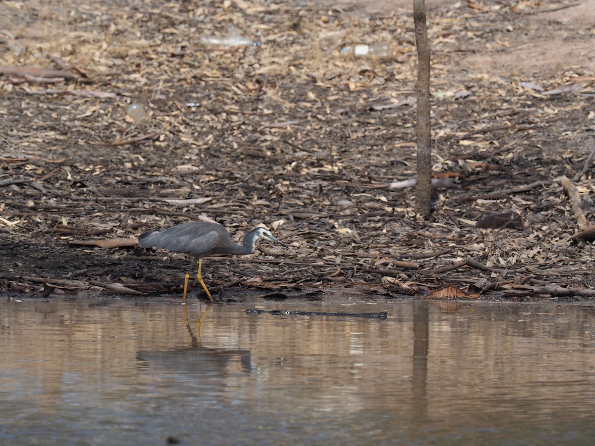 White-faced Heron - ML641348598