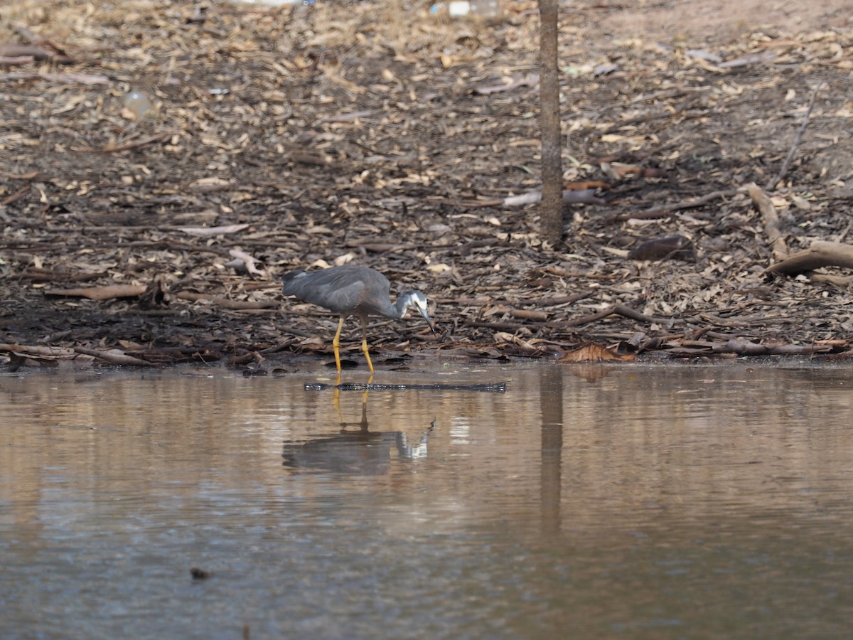 White-faced Heron - ML641348599