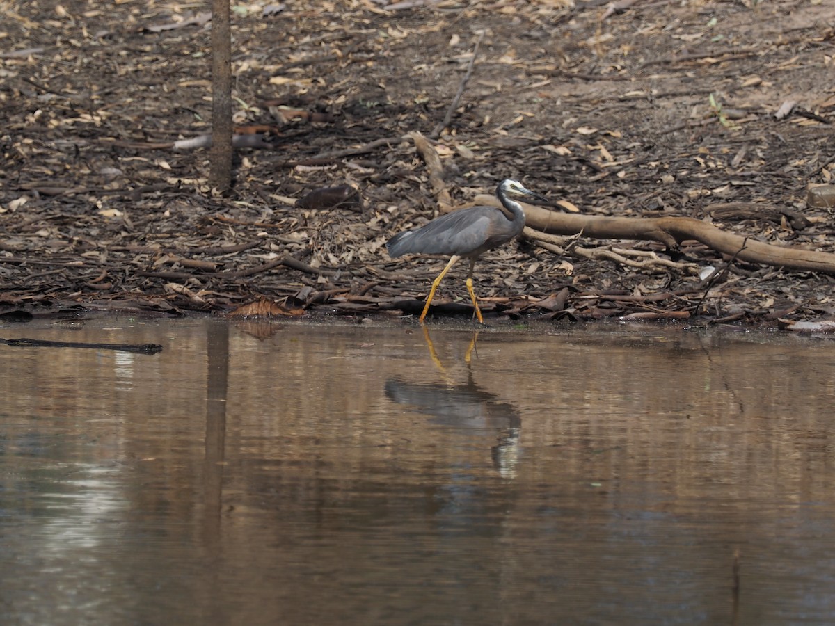 White-faced Heron - ML641348600