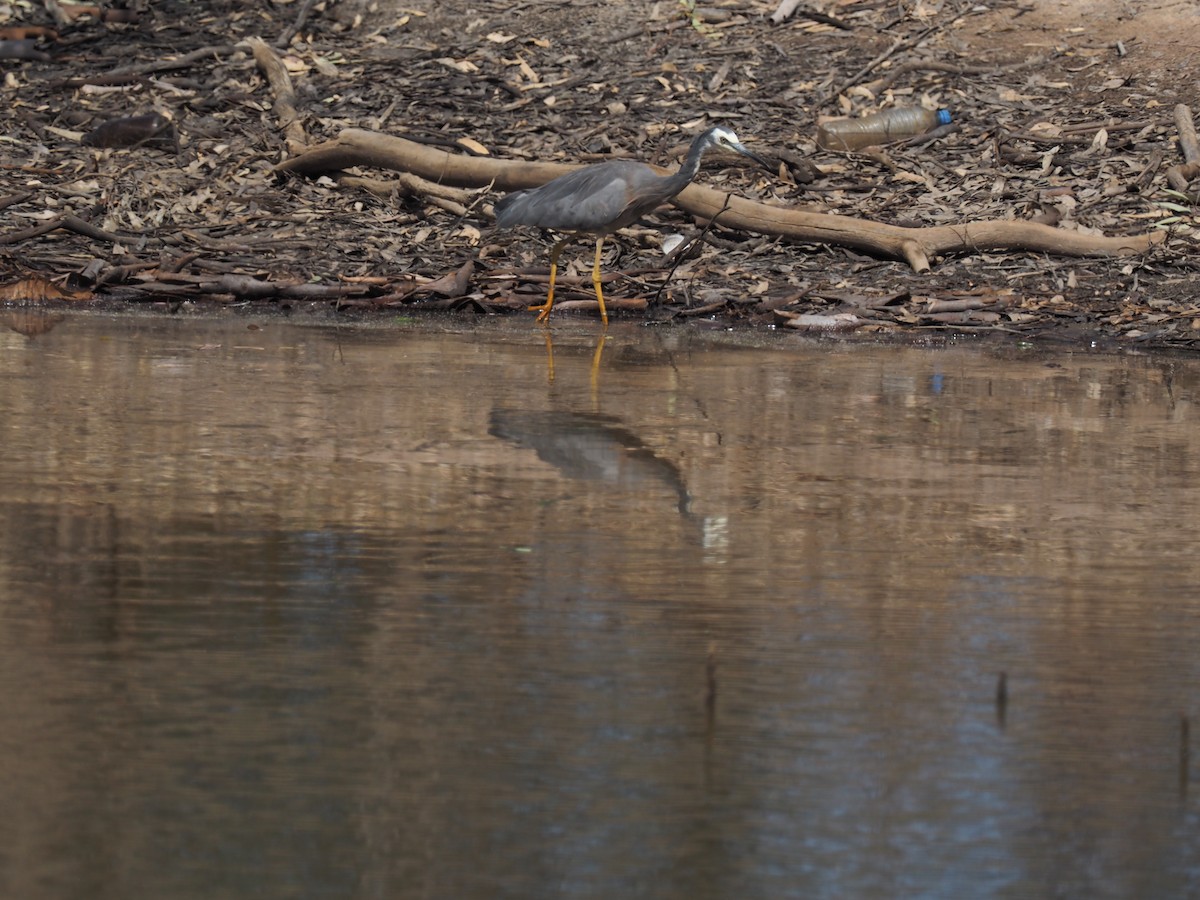 White-faced Heron - ML641348601