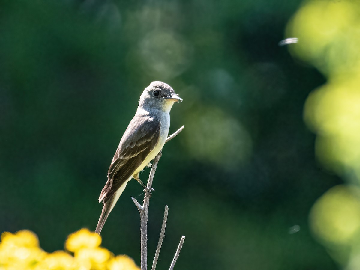 tyranovec východní - ML641348626