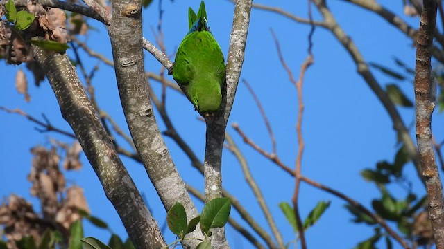 ジャマイカインコ - ML641348633