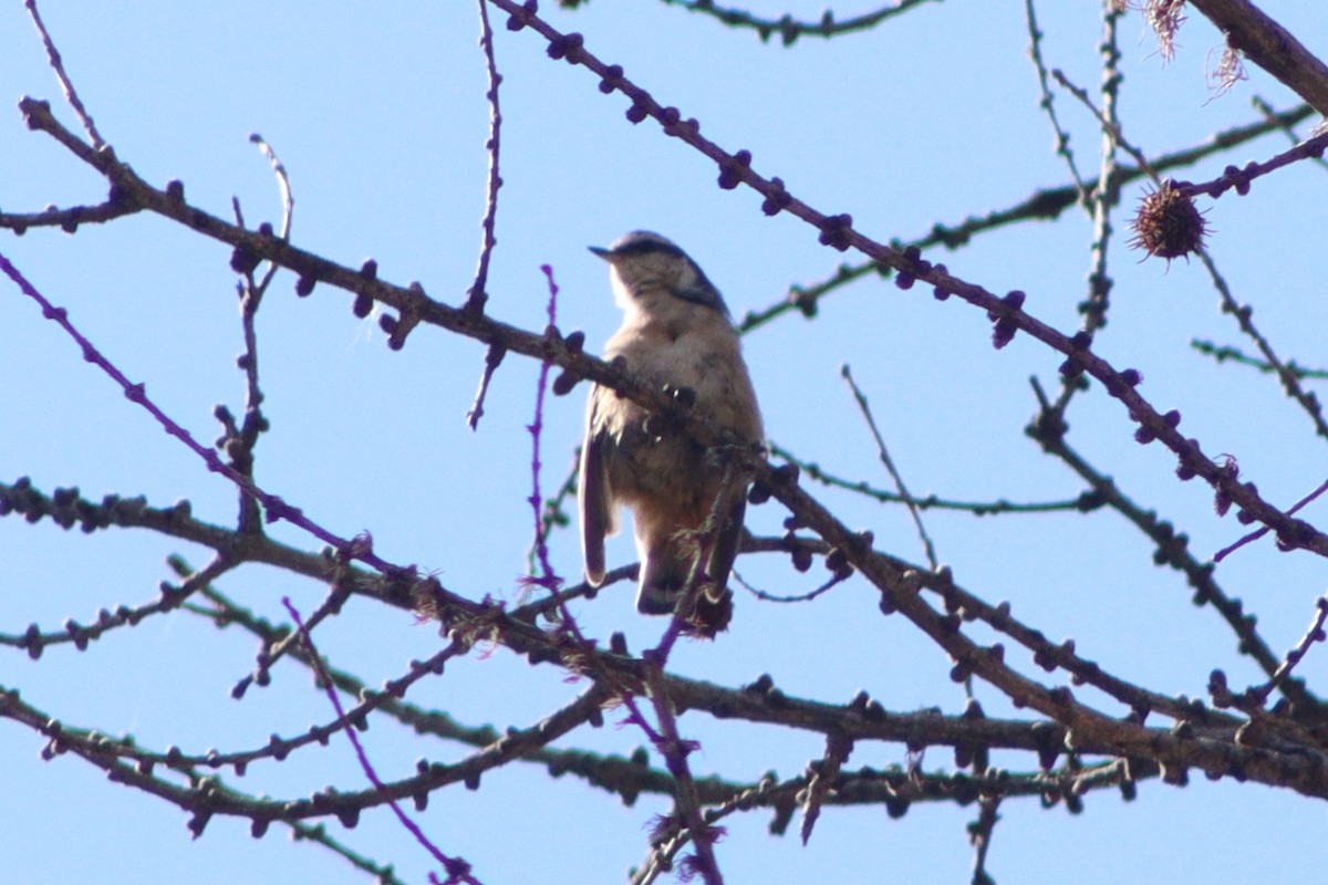 Red-breasted Nuthatch - ML641348642