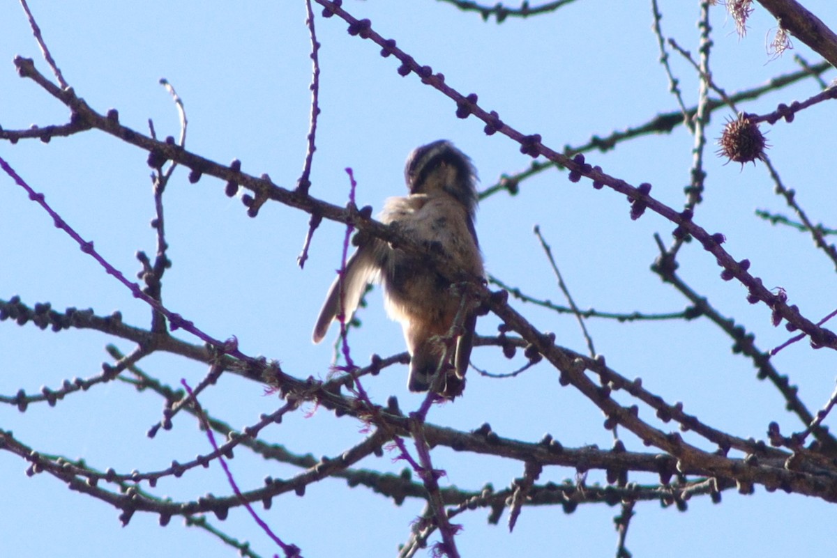 Red-breasted Nuthatch - ML641348643