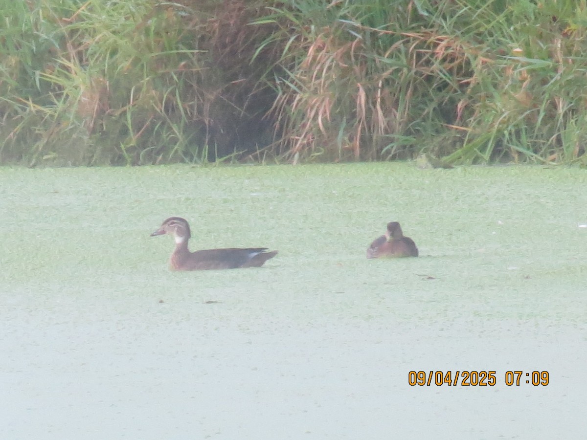 Wood Duck - ML641348648