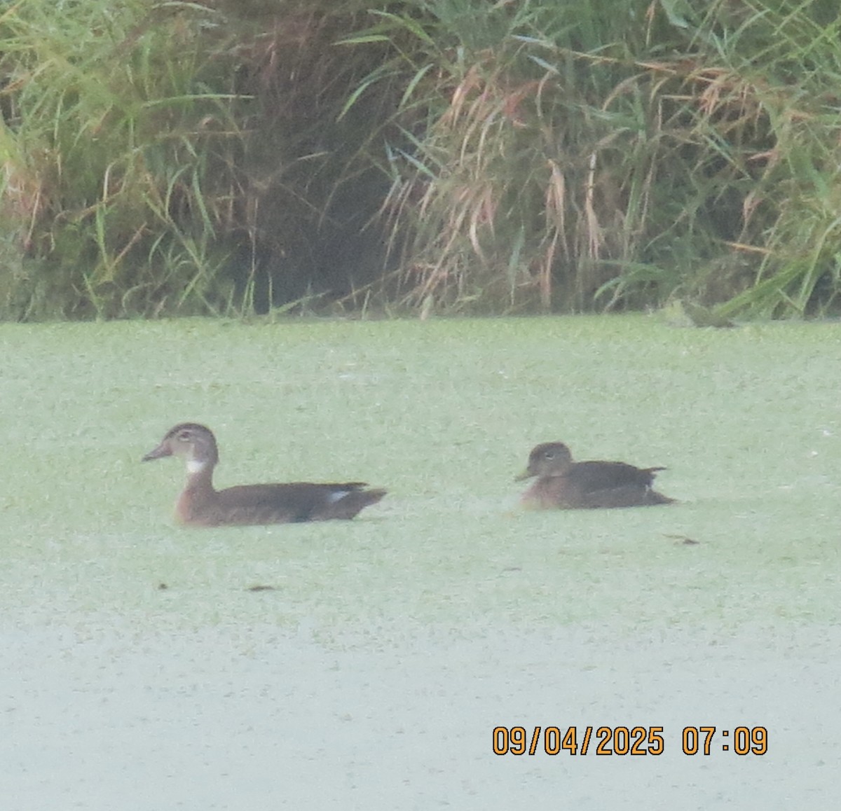 Wood Duck - ML641348649