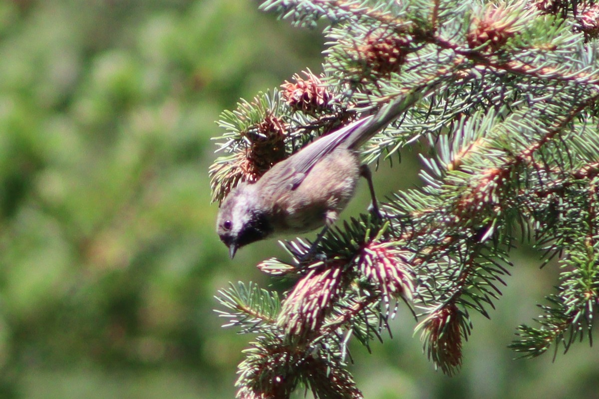 Boreal Chickadee - ML641348654