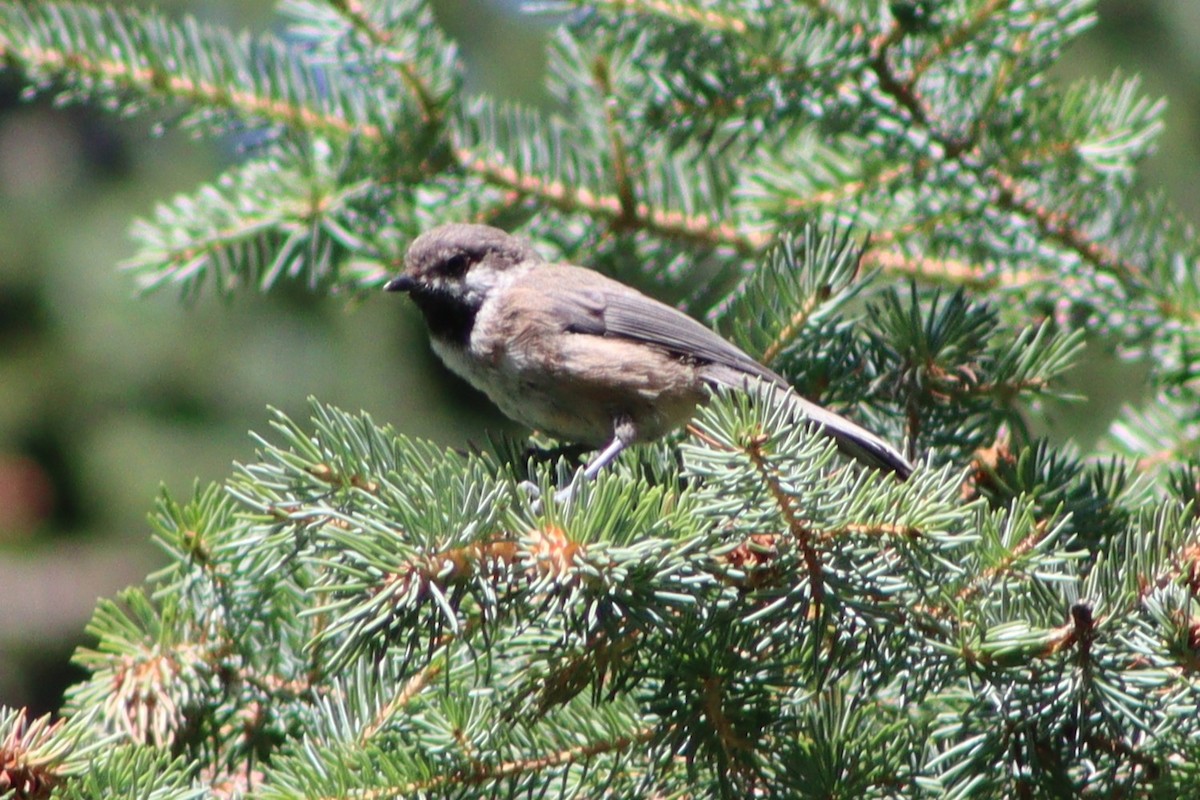 Boreal Chickadee - ML641348655