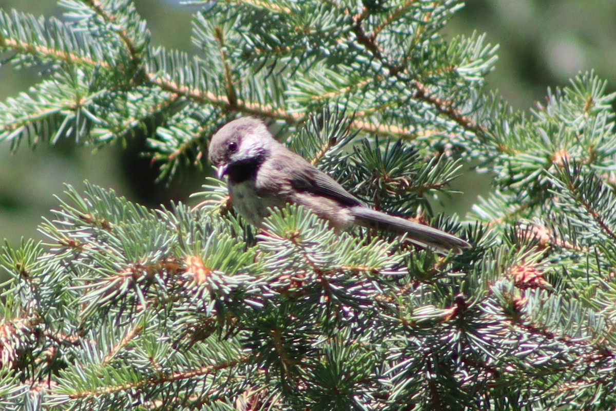 Boreal Chickadee - ML641348656