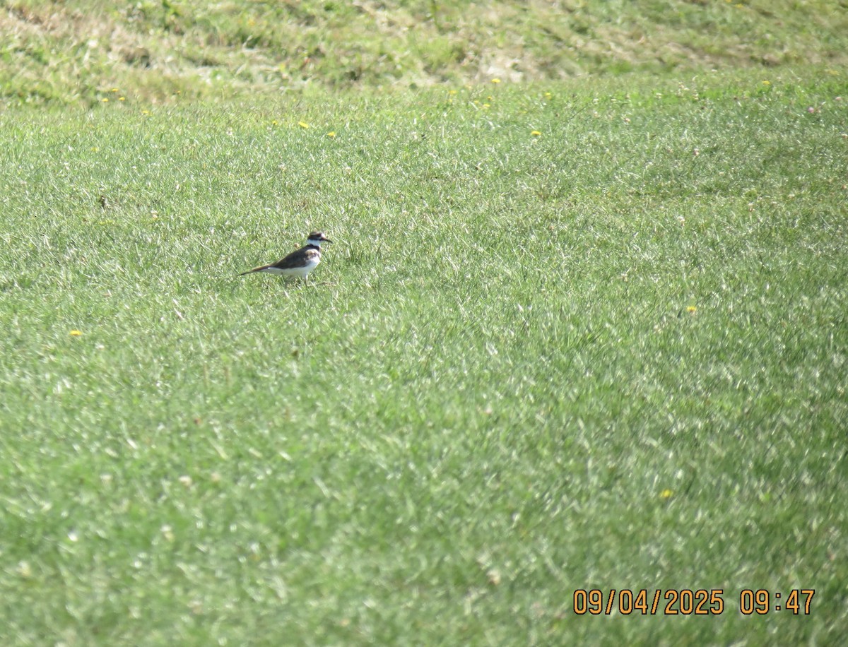 Killdeer - ML641348685