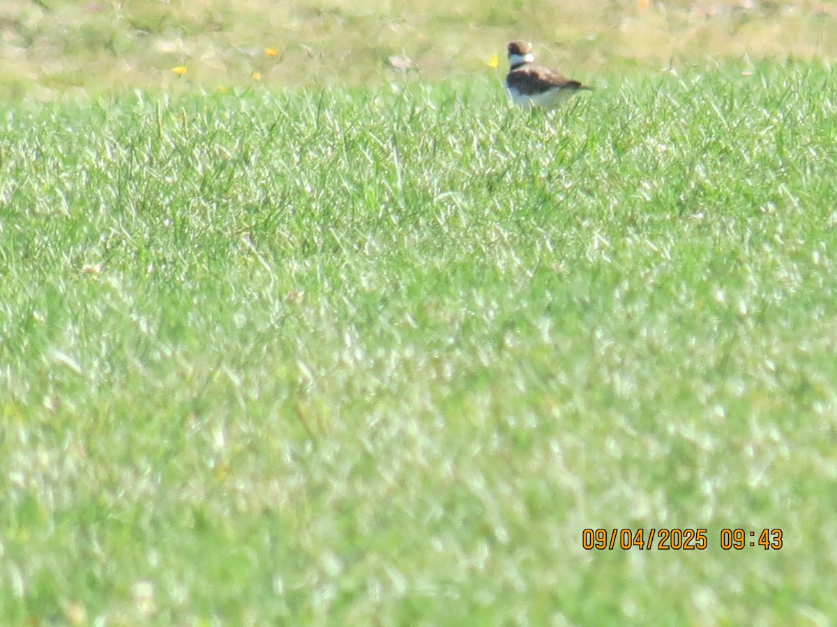Killdeer - ML641348686