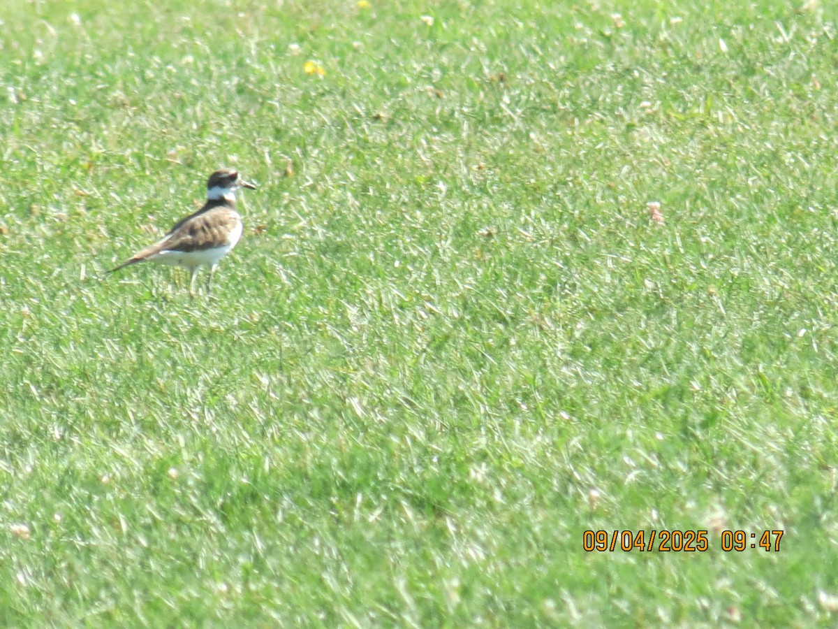 Killdeer - ML641348687