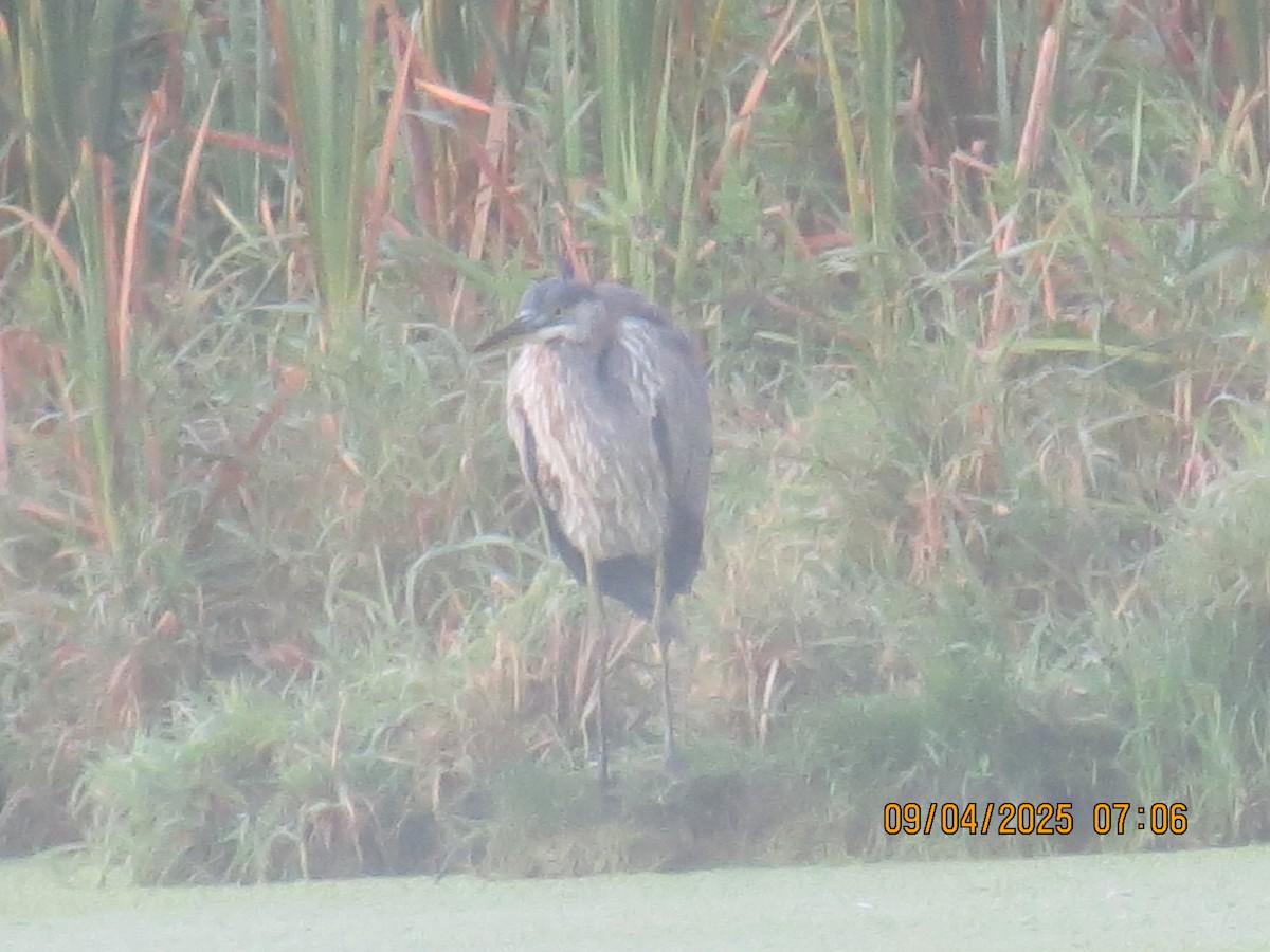 Great Blue Heron - ML641348693