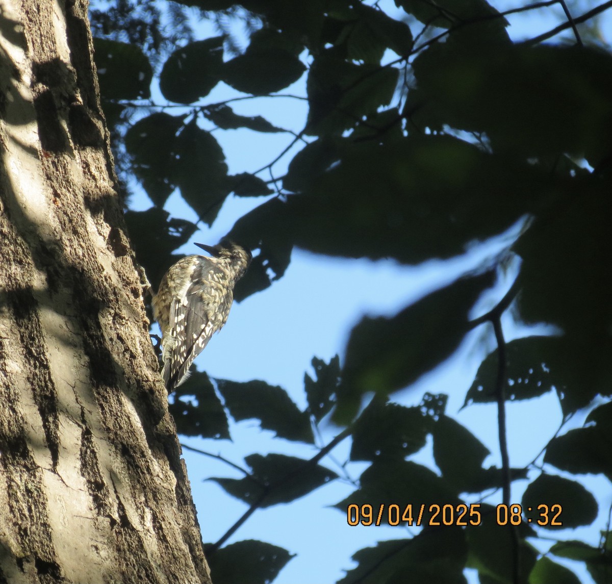 Yellow-bellied Sapsucker - ML641348709