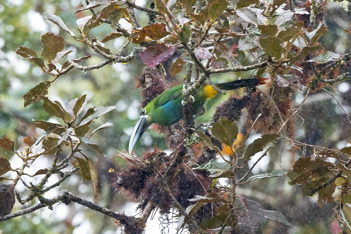 Yellow-browed Toucanet - ML641348714