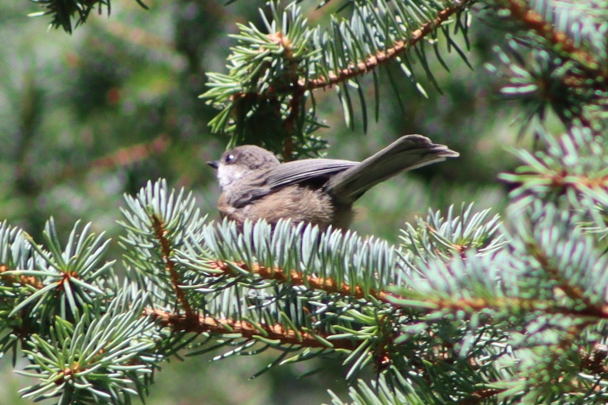 Boreal Chickadee - ML641348715
