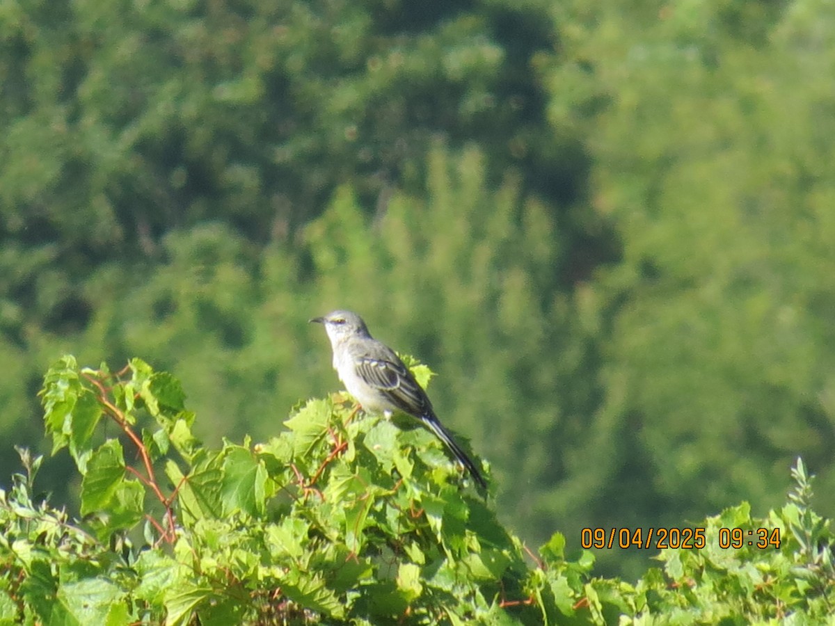 Northern Mockingbird - ML641348728