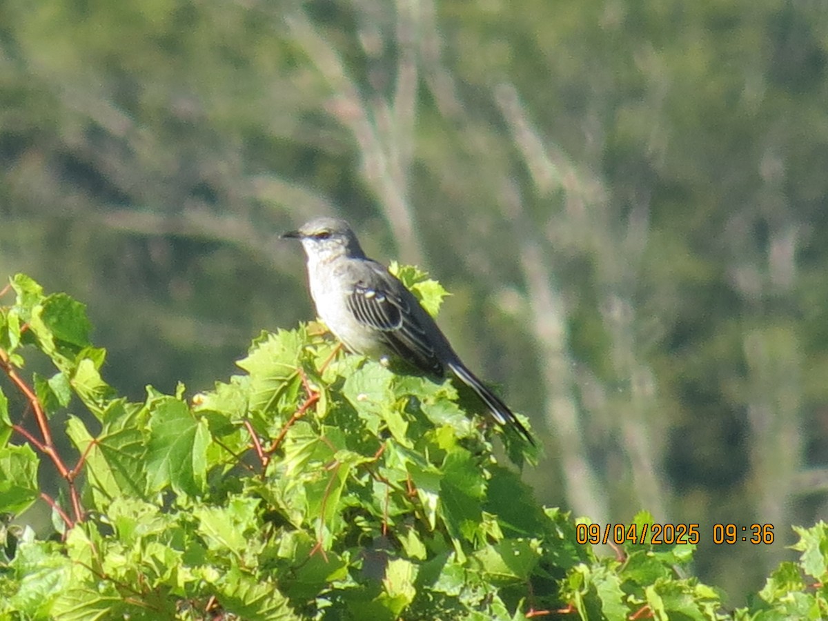 Northern Mockingbird - ML641348729