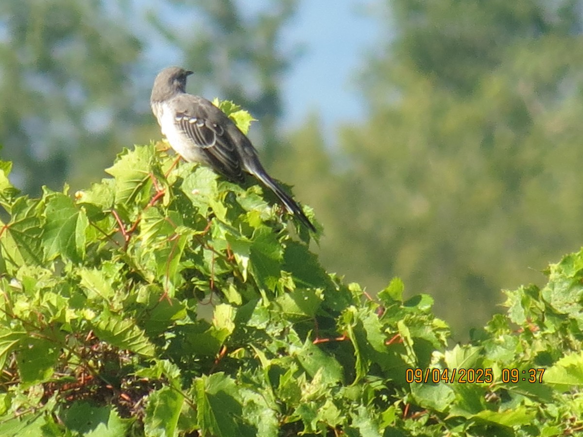 Northern Mockingbird - ML641348732