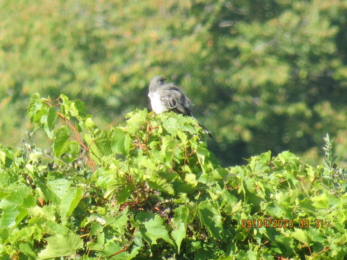 Northern Mockingbird - ML641348733