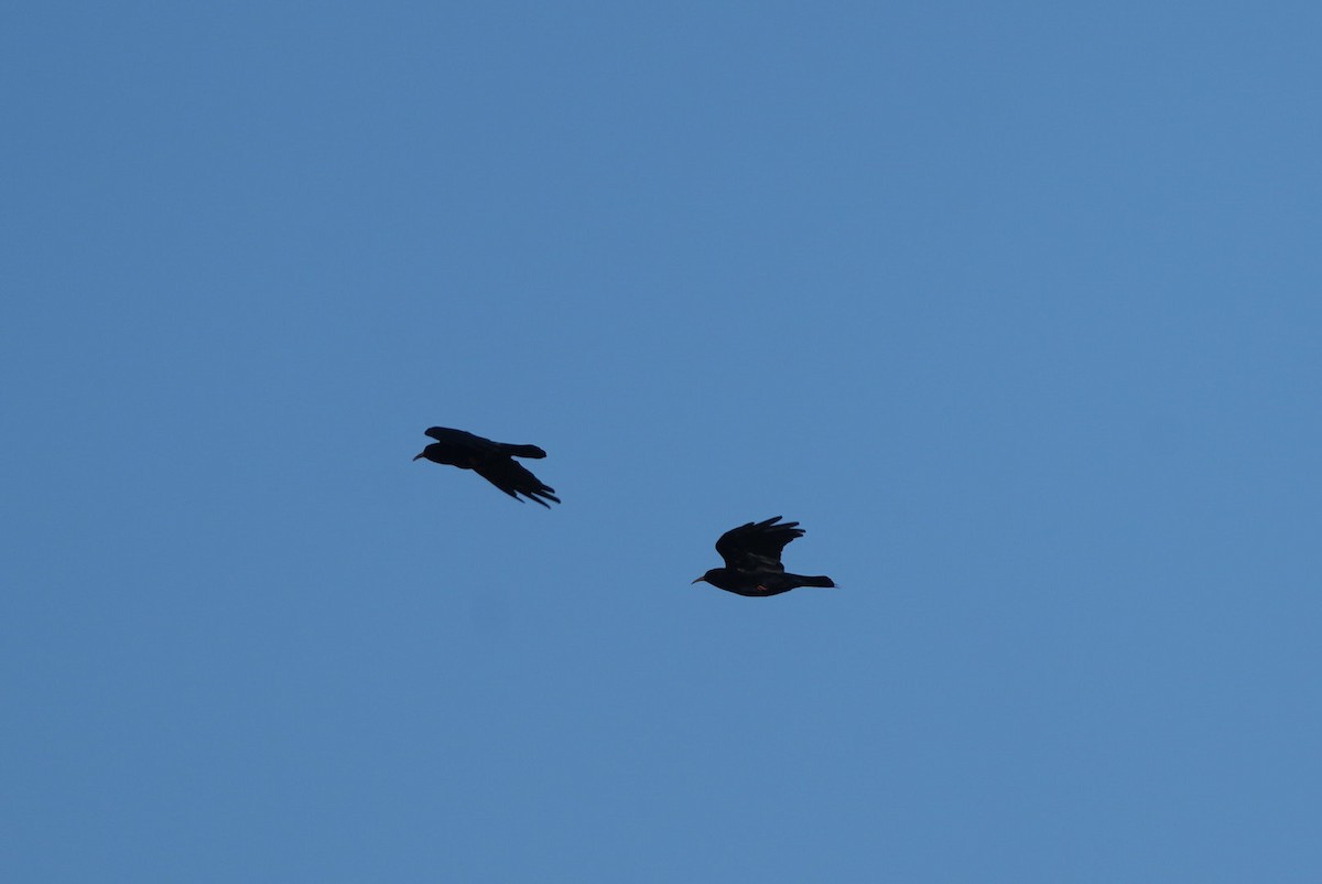 Red-billed Chough - ML641348755