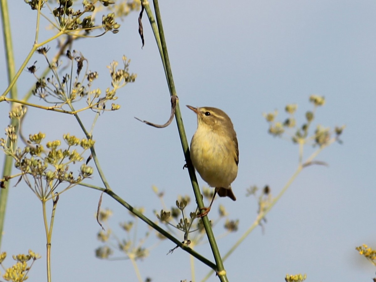 Willow Warbler - ML641348777
