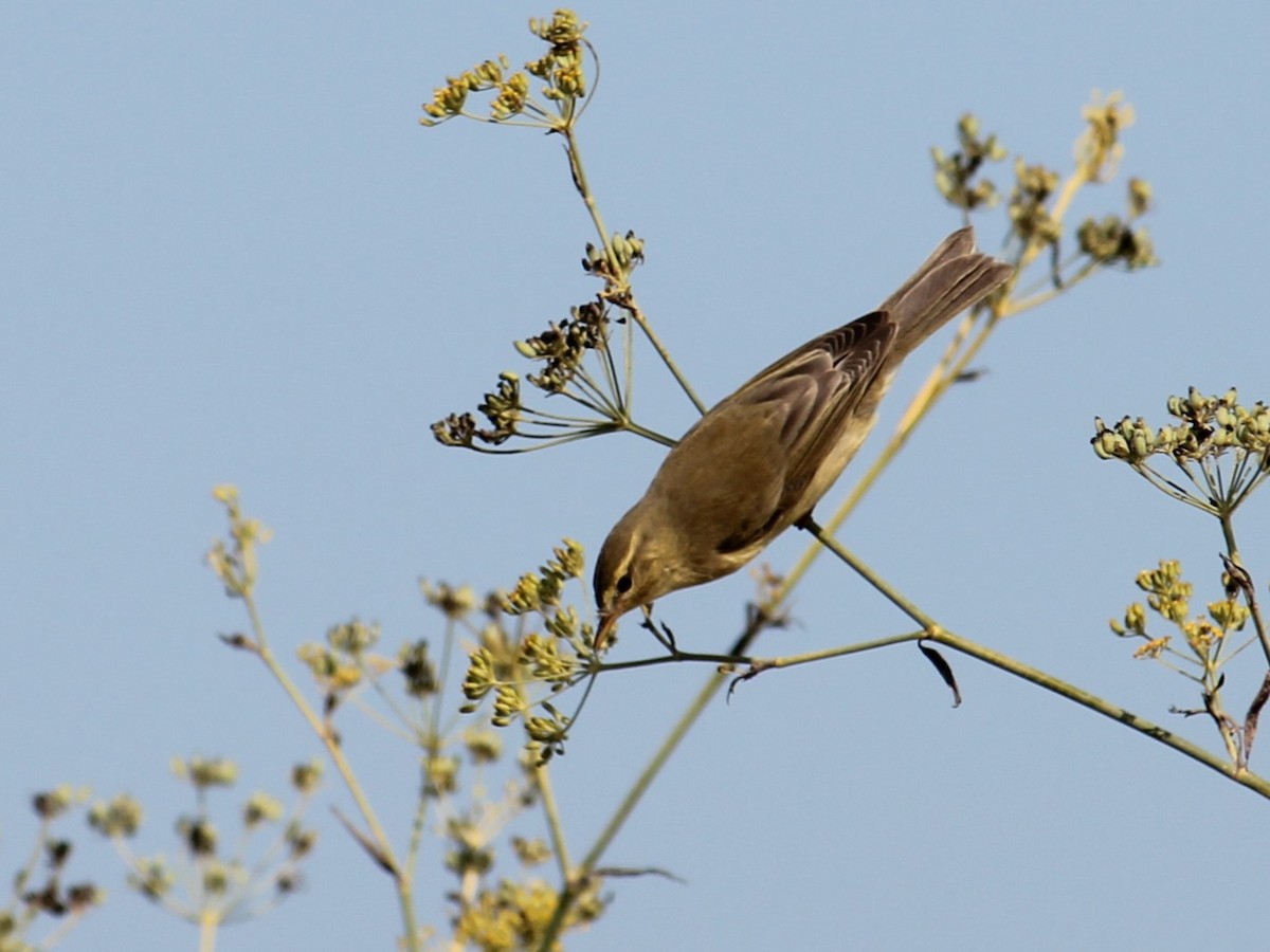 Willow Warbler - ML641348778