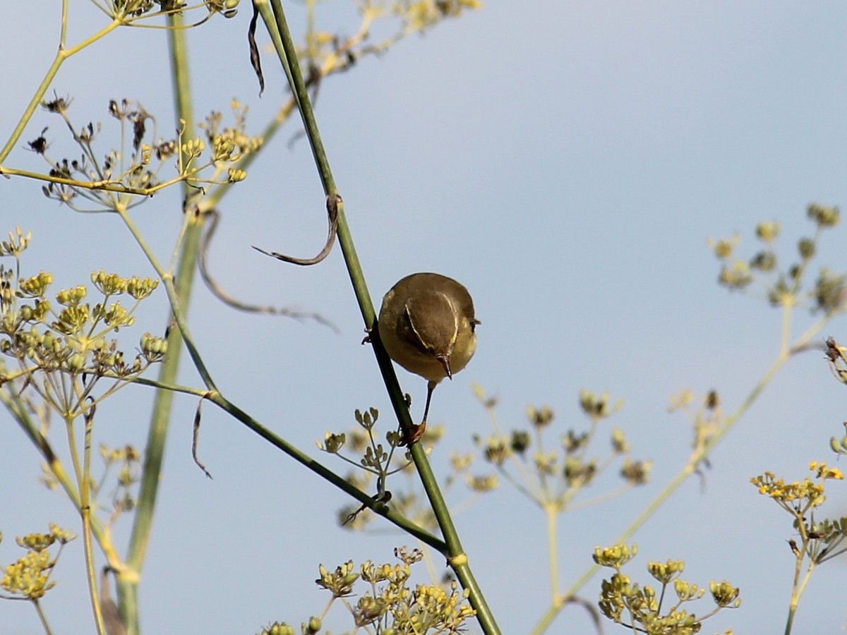 Willow Warbler - ML641348779