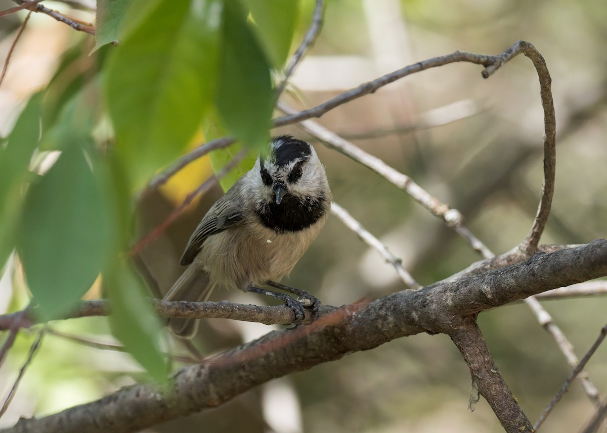 Mésange de Gambel - ML641348804