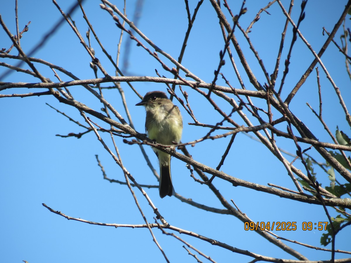 Eastern Phoebe - ML641348805